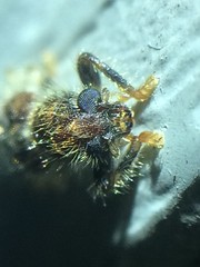 Pelonium leucophaeum