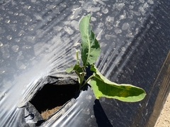 Brassica oleracea italica