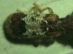 Pelonium leucophaeum