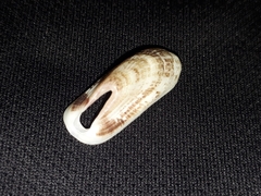 Macroschisma sinense