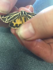 Apantesis virguncula