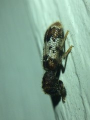 Pelonium leucophaeum