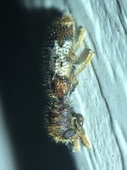 Pelonium leucophaeum