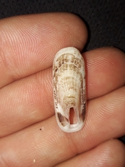 Macroschisma sinense