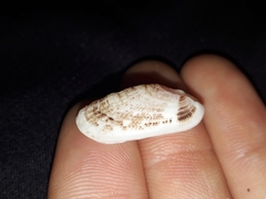Macroschisma sinense