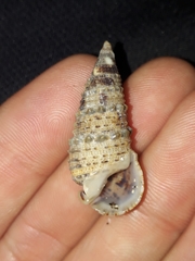 Rhinoclavis sinensis