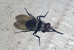 Anthomyia medialis