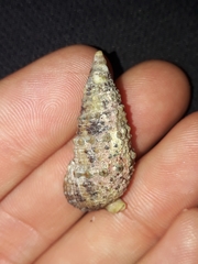 Rhinoclavis sinensis