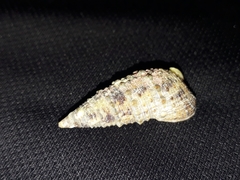 Rhinoclavis sinensis