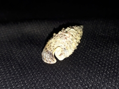 Rhinoclavis sinensis