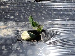 Brassica oleracea italica
