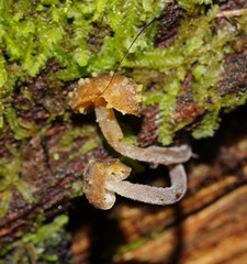 Neobarya agaricicola