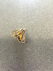 Apantesis virguncula