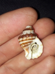 Turritriton labiosus