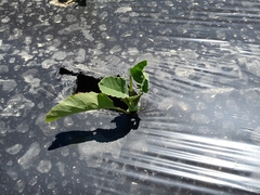 Brassica oleracea italica