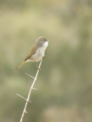 Karoo Eremomela (Eremomela gregalis), photo 10