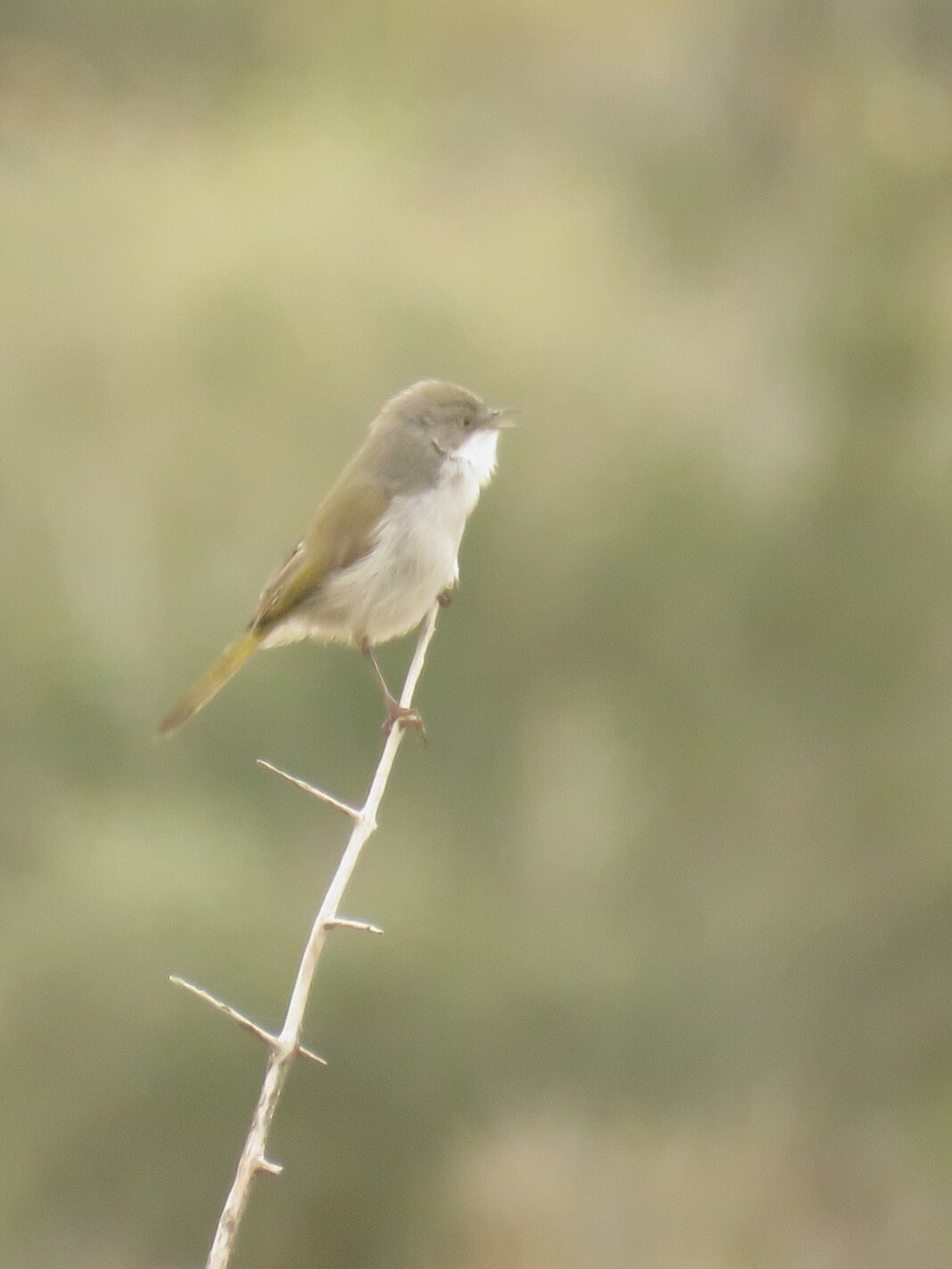 Karoo Eremomela (Eremomela gregalis), photo 4