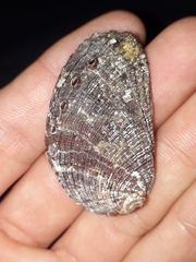 Haliotis diversicolor