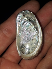 Haliotis diversicolor