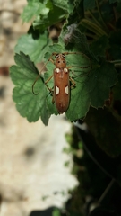 Eburia