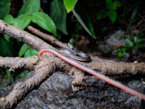 Photo of a Beddome's Coral Snake (Calliophis beddomei)