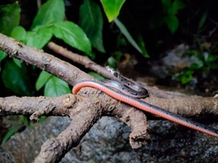 Beddome's Coral Snake photo 3