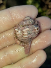 Muricoidea