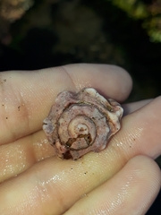 Muricoidea