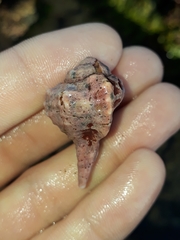 Muricoidea
