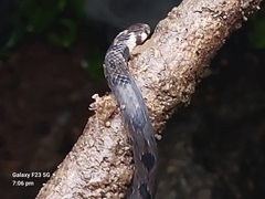 Beddome's Coral Snake photo 4