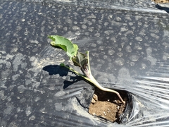 Brassica oleracea italica