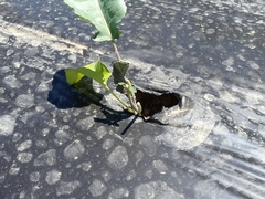 Brassica oleracea italica