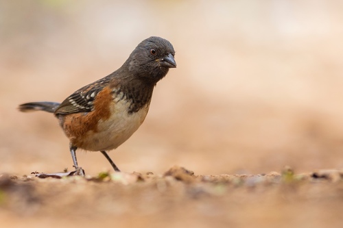 Spotted Towhee, photo 5 of 9