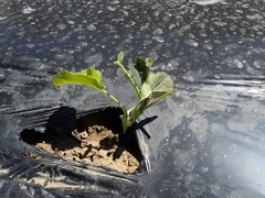 Brassica oleracea italica