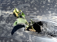 Brassica oleracea italica