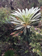 Espeletia rabanalensis