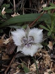 Calochortus westonii