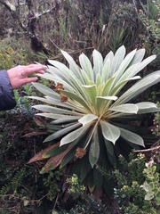 Espeletia rabanalensis