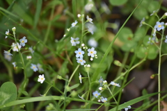Myosotis welwitschii