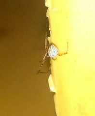 Latrodectus geometricus