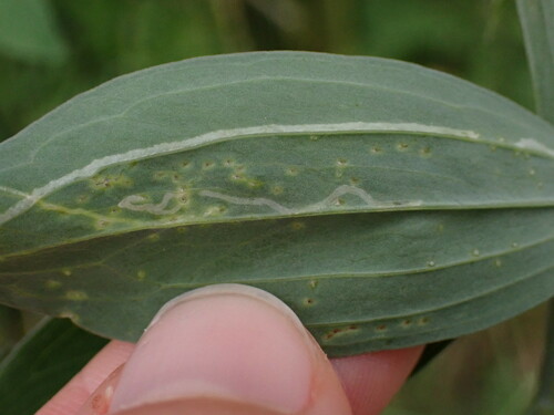 Liriomyza pisivora