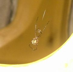 Latrodectus geometricus