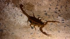 Centruroides ornatus