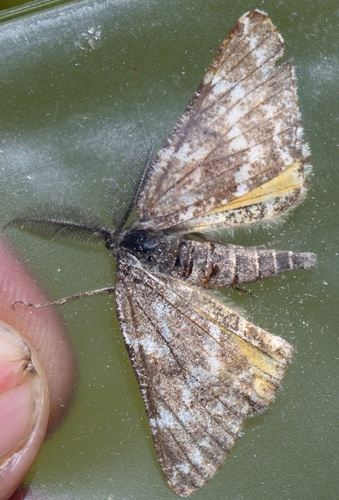 Athroolopha pennigeraria