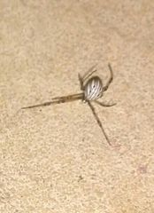 Latrodectus geometricus