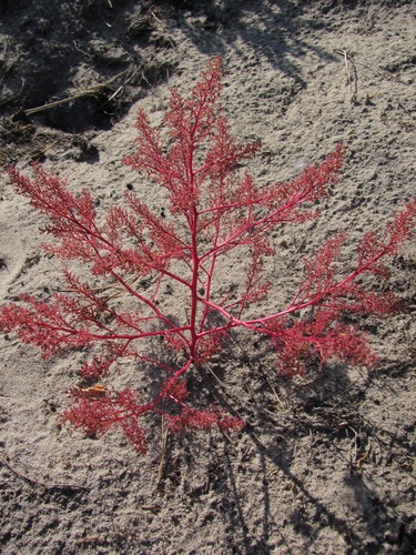 Genus Teloxys · iNaturalist