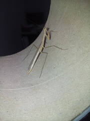 Mantodea