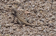 Callisaurus draconoides ventralis