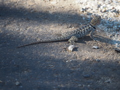 Sceloporus bimaculosus