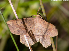 Euchlaena pectinaria